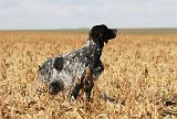 SETTER ANGLAIS 155